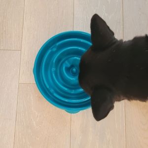 Dog Bowl, Slow feeder maze bowl.